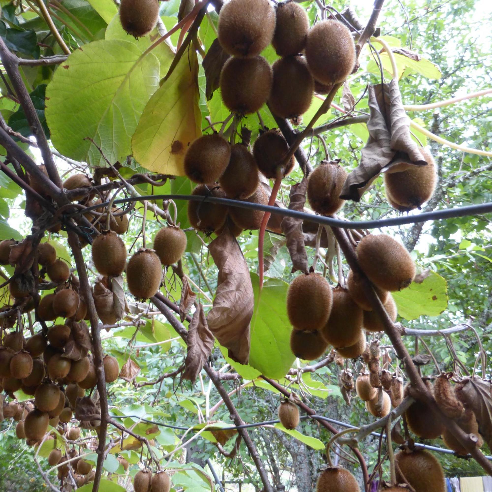 Le Bourmier Anlhiac Near Excideuil Villa Bagian luar foto
